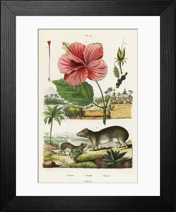 Framed Print : Rock cavy and Chinese hibiscus Framed Print : Rock cavy and Chinese hibiscus