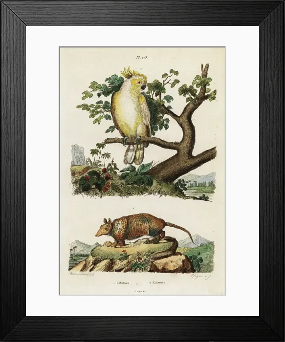 Framed Print : Yellow-crested cockatoo and armadillo Framed Print : Yellow-crested cockatoo and armadillo