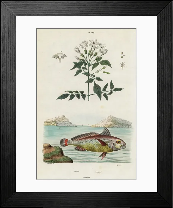 Framed Print : Jasmine and bigeye croaker Framed Print : Jasmine and bigeye croaker