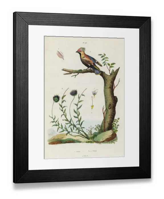 Framed Print : Bohemian waxwing and sheep's bit Framed Print : Bohemian waxwing and sheep's bit
