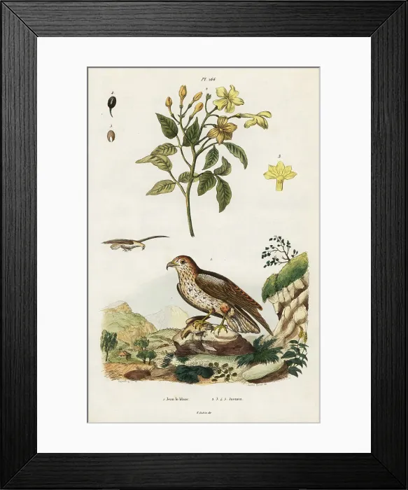 Framed Print : Yellow jasmine and short-toed snake eagle Framed Print : Yellow jasmine and short-toed snake eagle
