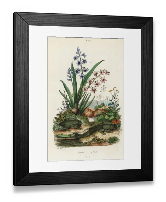 Framed Print : Garden hyacinth and paradoxical frog Framed Print : Garden hyacinth and paradoxical frog