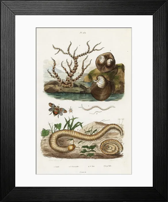 Framed Print : Bamboo coral, oxheart clam and planthoppers Framed Print : Bamboo coral, oxheart clam and planthoppers