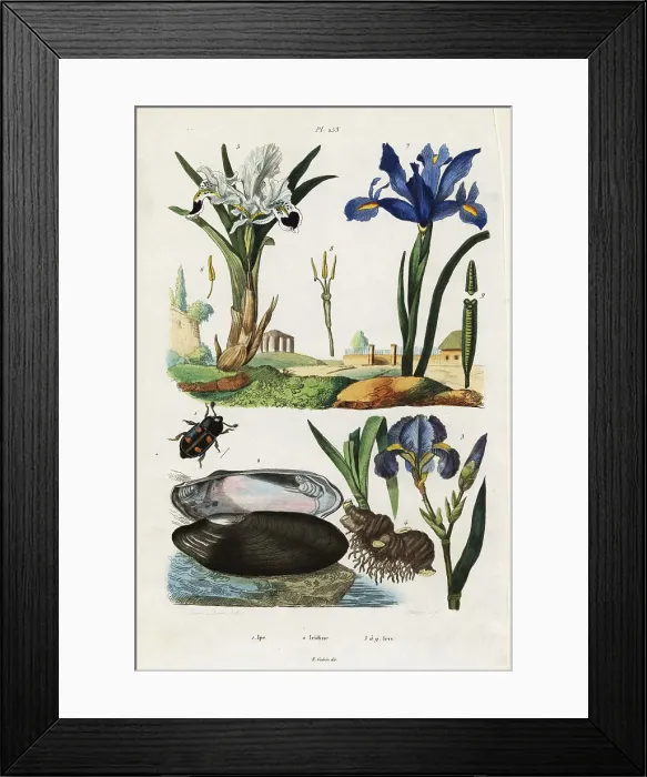 Framed Print : Iris, mussel and beetle Framed Print : Iris, mussel and beetle