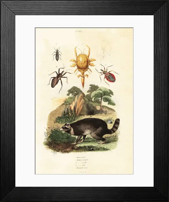 Framed Print : Raccoon and ticks Framed Print : Raccoon and ticks