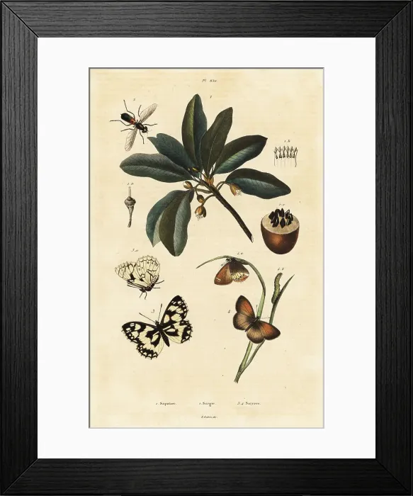 Framed Print : Sapodilla and moths Framed Print : Sapodilla and moths