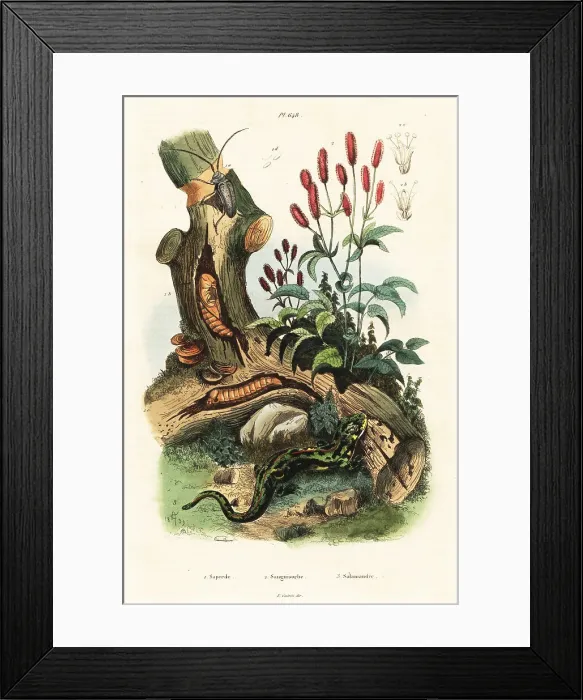 Framed Print : Salamander, beetle and great burnet Framed Print : Salamander, beetle and great burnet