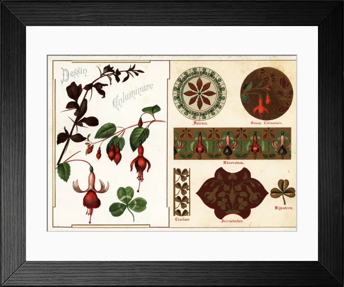 Framed Print : Images of fuchsia and barberry from manuscripts and their applic Framed Print : Images of fuchsia and barberry from manuscripts and their applic