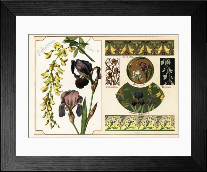 Framed Print : Images of German iris and Chinese wisteria from manuscripts Framed Print : Images of German iris and Chinese wisteria from manuscripts