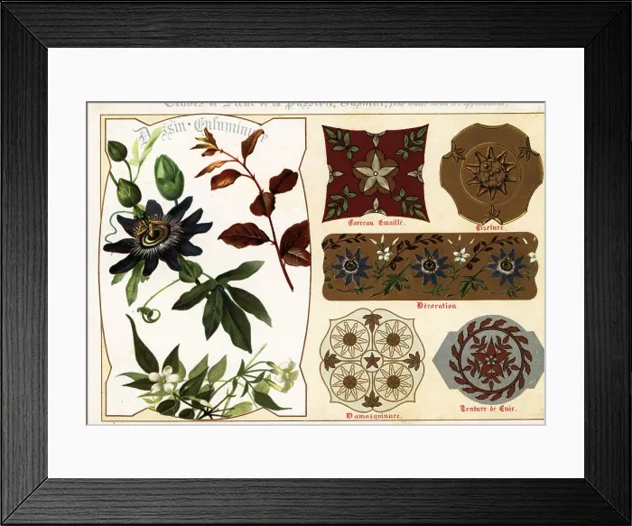 Framed Print : Images of jasmine and passionflower from manuscripts and their a Framed Print : Images of jasmine and passionflower from manuscripts and their a