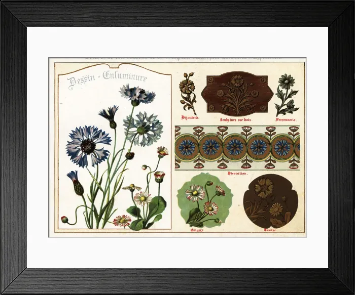 Framed Print : Images of daisies and cornflowers from manuscripts and their app Framed Print : Images of daisies and cornflowers from manuscripts and their app