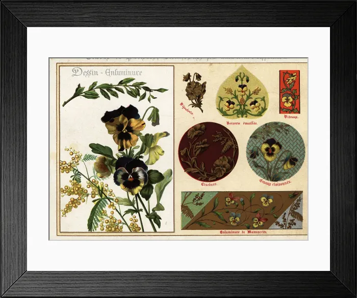Framed Print : Images of pansies and mimosa from manuscripts and their applicat Framed Print : Images of pansies and mimosa from manuscripts and their applicat