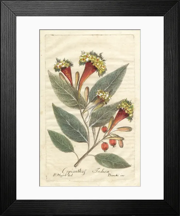 Framed Print : Kamala tree, Mallotus philippensis Framed Print : Kamala tree, Mallotus philippensis