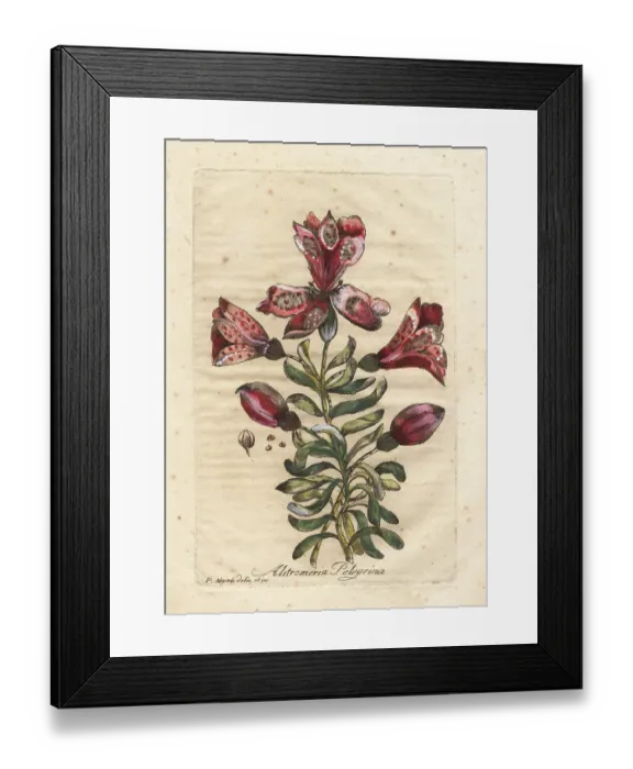 Framed Print : Peruvian lily or Inca lily, Alstromeria pelegrina Framed Print : Peruvian lily or Inca lily, Alstromeria pelegrina