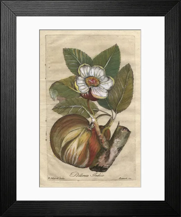 Framed Print : Elephant apple, Dillenia indica Framed Print : Elephant apple, Dillenia indica