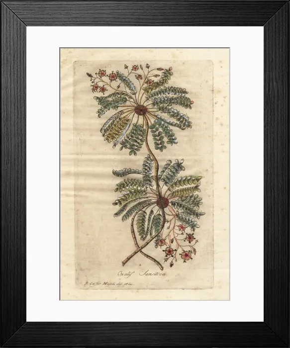 Framed Print : Little tree plant or Mukkootti, Biophytum sensitivum Framed Print : Little tree plant or Mukkootti, Biophytum sensitivum