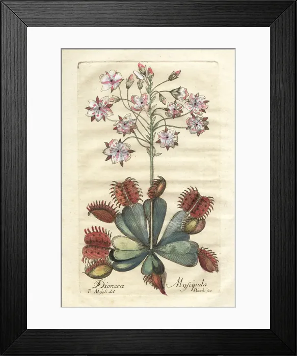 Framed Print : Venus flytrap, Dionaea muscipula, vulnerable Framed Print : Venus flytrap, Dionaea muscipula, vulnerable