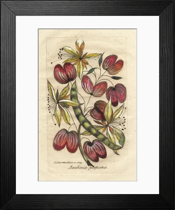 Framed Print : Orchid tree or camel's foot, Bauhinia purpurea Framed Print : Orchid tree or camel's foot, Bauhinia purpurea