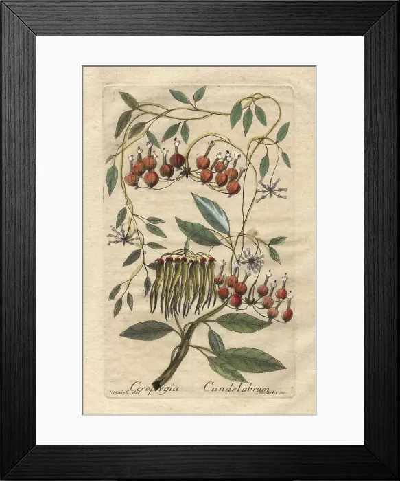 Framed Print : Candelabra tree, Ceropegia candelabrum Framed Print : Candelabra tree, Ceropegia candelabrum