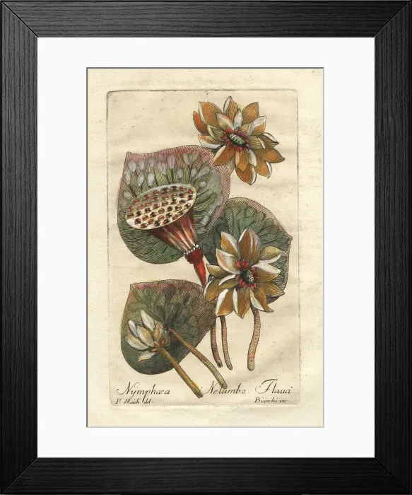 Framed Print : Yellow Mexican waterlily Framed Print : Yellow Mexican waterlily