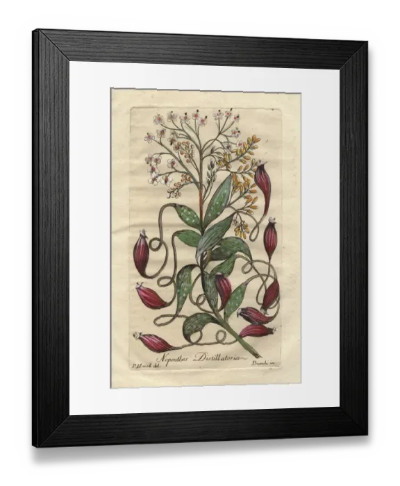 Framed Print : Tropical pitcher plant or bandura, Nepenthes distillatoria Framed Print : Tropical pitcher plant or bandura, Nepenthes distillatoria