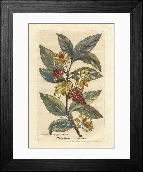 Framed Print : Champak, Magnolia champaca Framed Print : Champak, Magnolia champaca