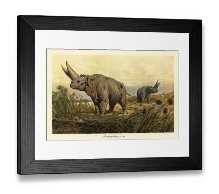 Framed Print : Arsinotherium, extinct genus of paenungulate mammal Framed Print : Arsinotherium, extinct genus of paenungulate mammal