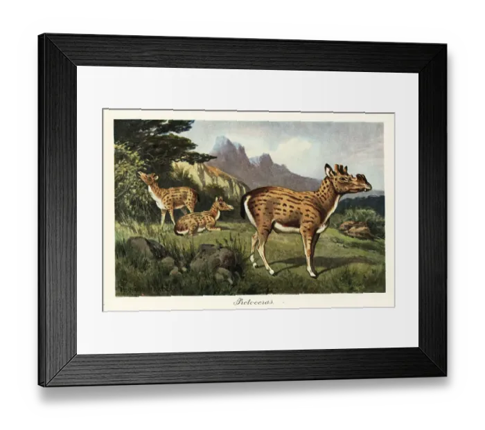 Framed Print : Protoceras, extinct genus of Artiodactyla Framed Print : Protoceras, extinct genus of Artiodactyla