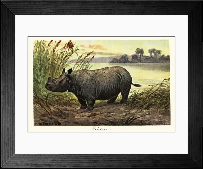 Framed Print : Teleoceras, extinct genus of grazing rhinoceros Framed Print : Teleoceras, extinct genus of grazing rhinoceros