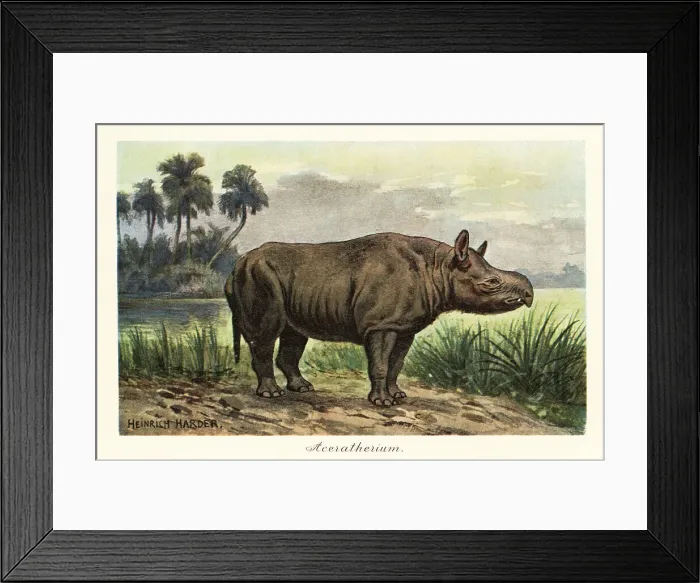 Framed Print : Aceratherium, extinct genus of rhinoceros, Miocene Framed Print : Aceratherium, extinct genus of rhinoceros, Miocene