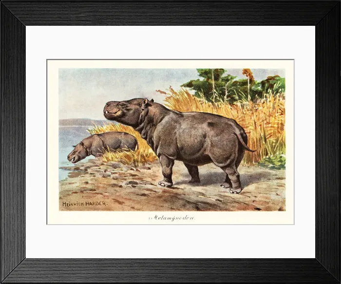 Framed Print : Metamynodon, extinct genus of amynodont rhino Framed Print : Metamynodon, extinct genus of amynodont rhino