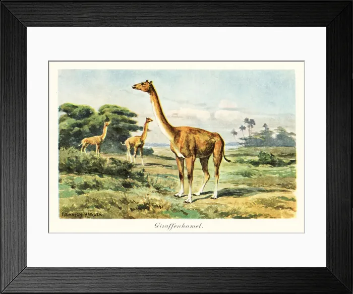 Framed Print : Aepycamelus, extinct genus of camelids, Miocene Framed Print : Aepycamelus, extinct genus of camelids, Miocene