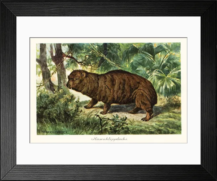 Framed Print : Rock hyrax, Procavia capensis Framed Print : Rock hyrax, Procavia capensis