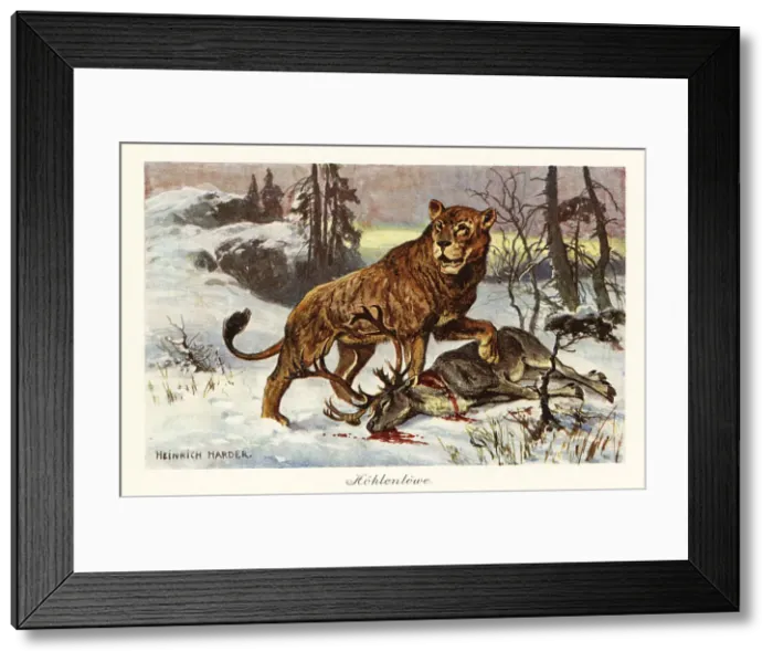 Framed Print : Eurasian cave lion, Panthera spelaea Framed Print : Eurasian cave lion, Panthera spelaea