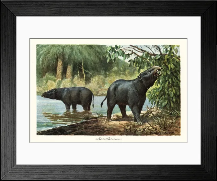 Framed Print : Moeritherium, extinct genus of proboscidean of the Eocene Framed Print : Moeritherium, extinct genus of proboscidean of the Eocene