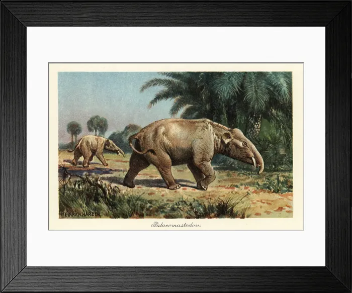 Framed Print : Palaeomastodon, extinct genus of Proboscidea Framed Print : Palaeomastodon, extinct genus of Proboscidea