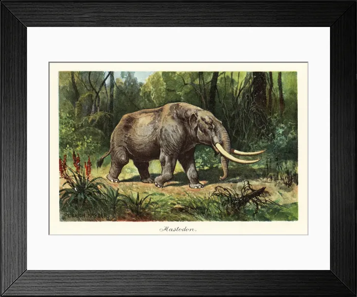 Framed Print : Mastodon of the extinct genus Mammuthus Framed Print : Mastodon of the extinct genus Mammuthus