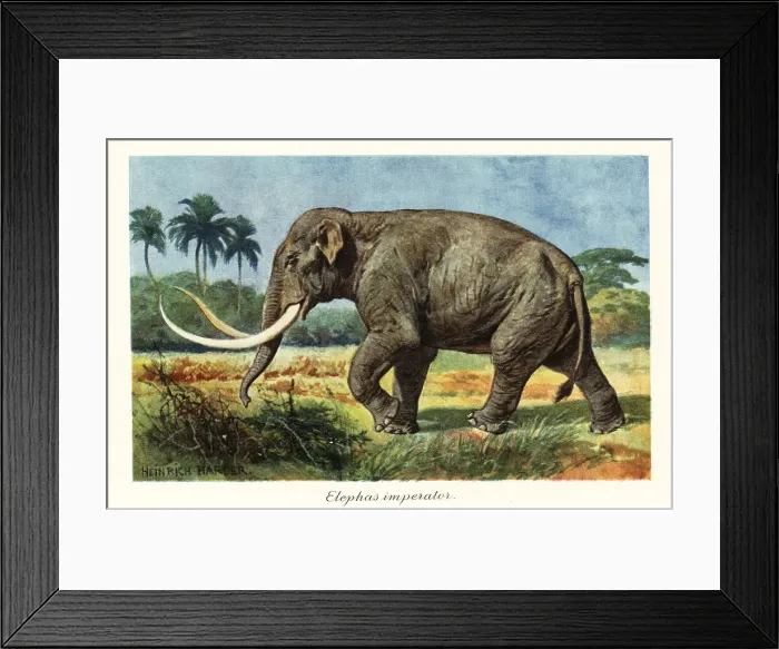Framed Print : Columbian mammoth extinct species of mammoth, Pleistocene Framed Print : Columbian mammoth extinct species of mammoth, Pleistocene