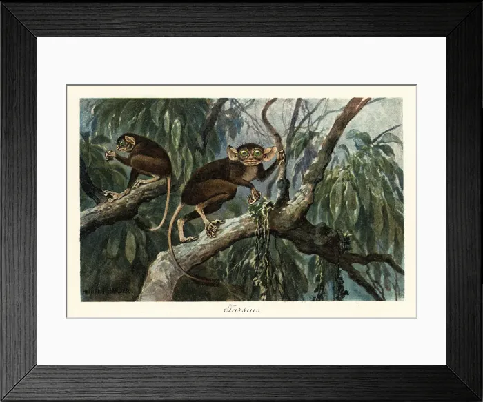 Framed Print : Tarsius, haplorrhine primate genus of tarsiers Framed Print : Tarsius, haplorrhine primate genus of tarsiers