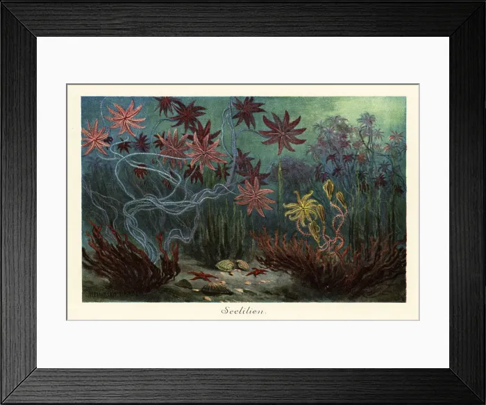 Framed Print : Extinct sea lilies or crinoids, Crinoidea, on the seabed Framed Print : Extinct sea lilies or crinoids, Crinoidea, on the seabed