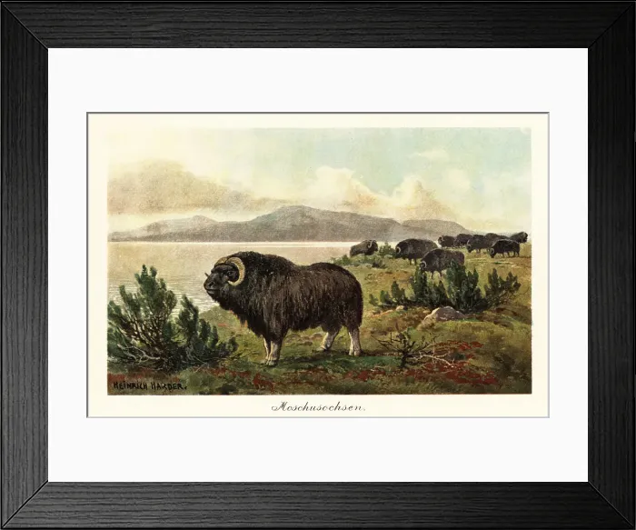 Framed Print : Muskox or musk ox, Ovibos moschatus Framed Print : Muskox or musk ox, Ovibos moschatus