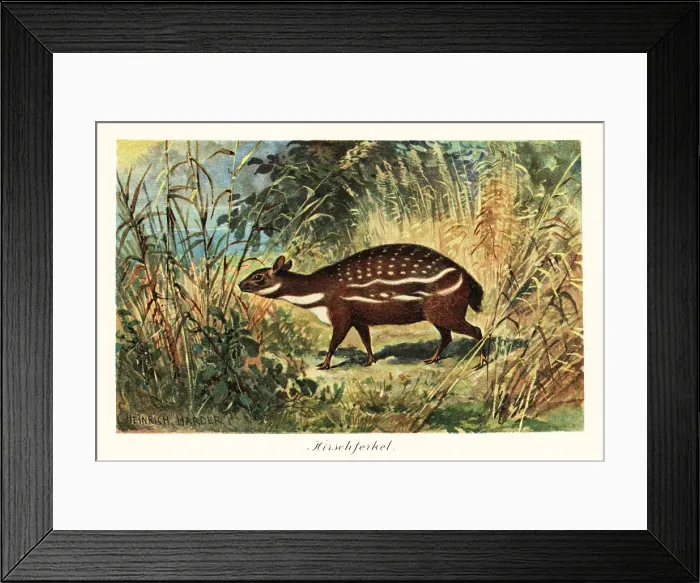 Framed Print : Dorcatherium, extinct genus of tragulid ruminant Framed Print : Dorcatherium, extinct genus of tragulid ruminant