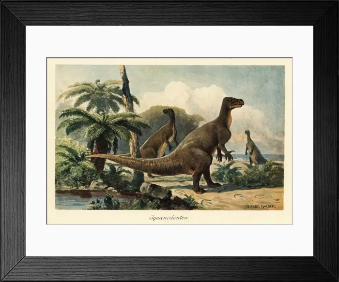Framed Print : Iguanodon bernissartensis in a prehistoric fern forest Framed Print : Iguanodon bernissartensis in a prehistoric fern forest