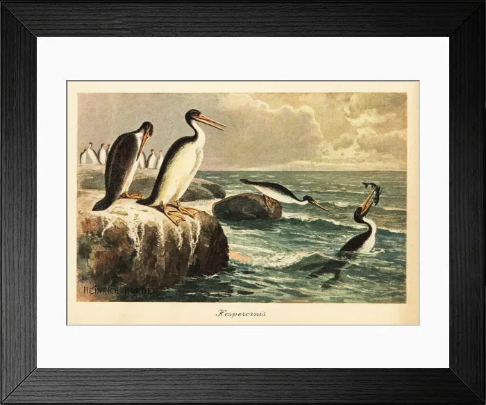 Framed Print : Hesperornis regalis, extinct flightless bird, Cretaceous Framed Print : Hesperornis regalis, extinct flightless bird, Cretaceous