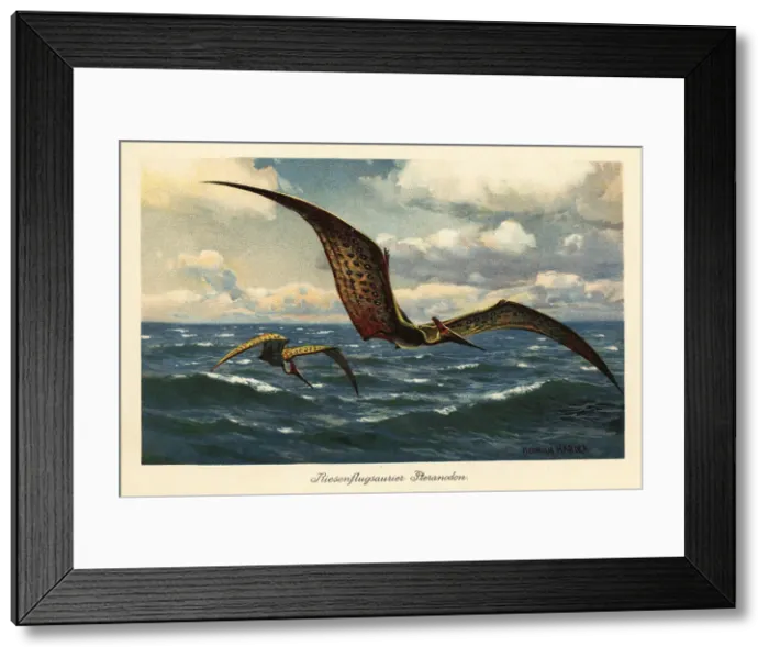 Framed Print : Pteranodon longiceps flying over the sea Framed Print : Pteranodon longiceps flying over the sea