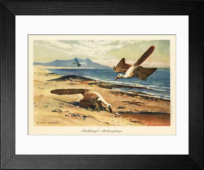 Framed Print : Two Archeopteryx foraging on the shore Framed Print : Two Archeopteryx foraging on the shore