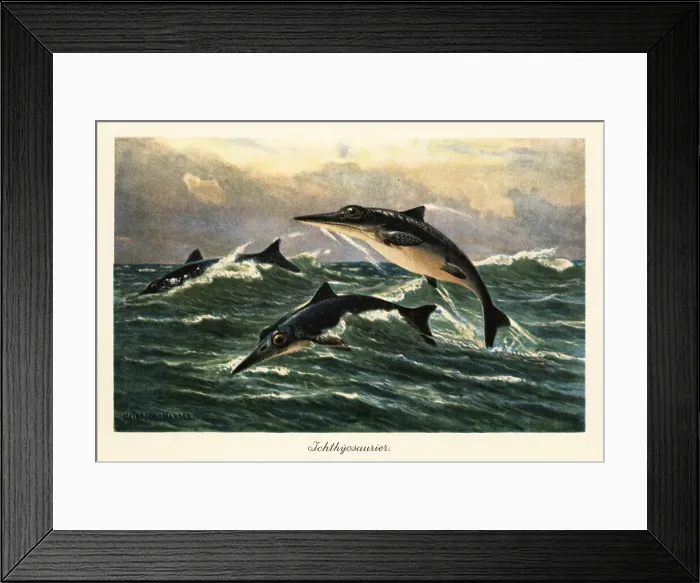 Framed Print : Extinct ichthyosaurs jumping above the ocean Framed Print : Extinct ichthyosaurs jumping above the ocean