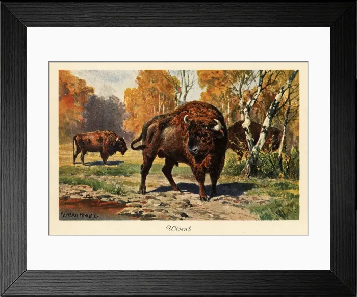 Framed Print : European bison or zubr in a forest clearing Framed Print : European bison or zubr in a forest clearing