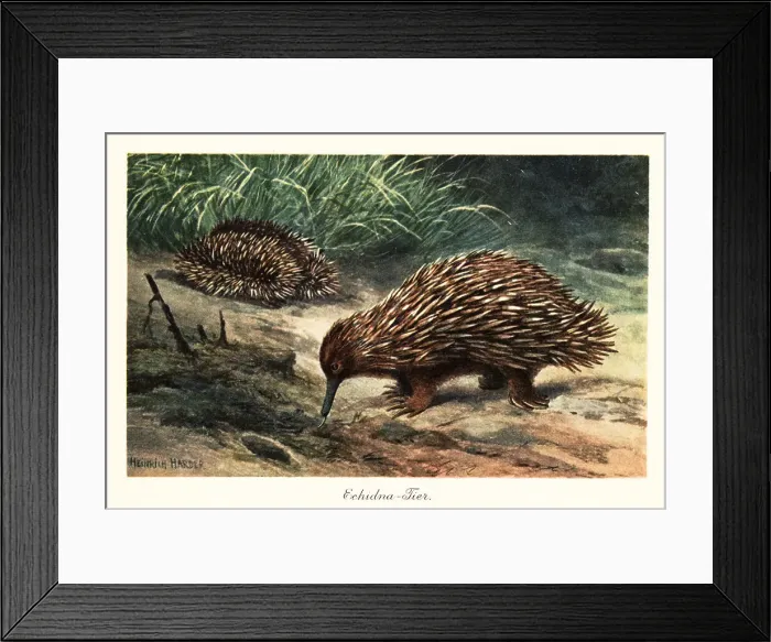Framed Print : Short-beaked echidna, Tachyglossus aculeatus, foraging for food Framed Print : Short-beaked echidna, Tachyglossus aculeatus, foraging for food