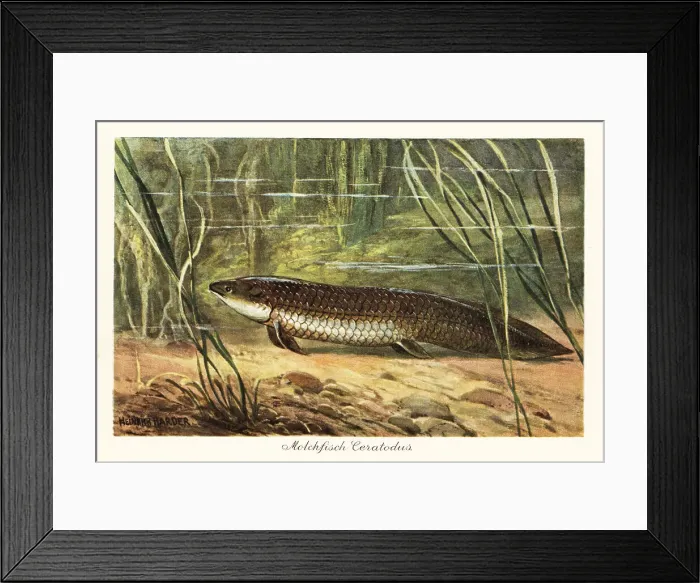Framed Print : Extinct Ceratodus latissimus among reeds on the ocean floor Framed Print : Extinct Ceratodus latissimus among reeds on the ocean floor
